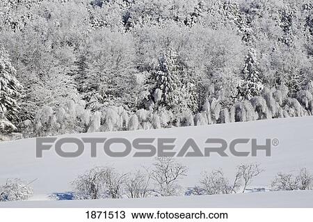 trees and a field covered in snow View Large Photo Image Stock Image - trees and a field covered in snow. Fotosearch