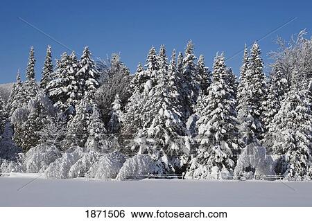 trees covered in snow and weighted down View Large Photo Image Stock Photograph - trees covered in snow and weighted down. Fotosearch