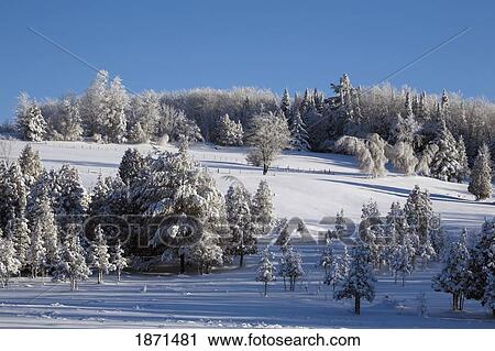 Stock Image - trees covered in snow. Fotosearch