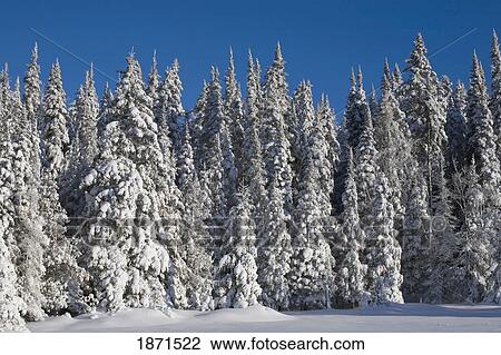 trees covered in snow View Large Photo Image Stock Image - trees covered in snow. Fotosearch