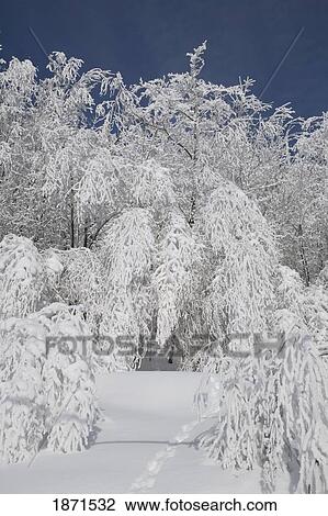 trees covered in snow View Large Photo Image Stock Image - trees covered in snow. Fotosearch