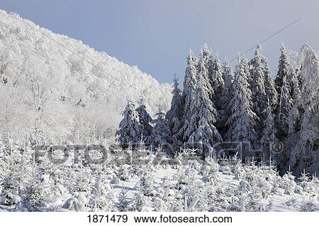 Stock Photo - trees covered in snow. Fotosearch
