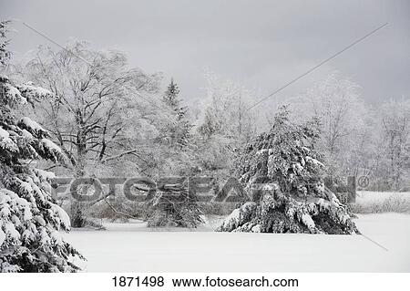 Stock Photo - trees covered in snow. Fotosearch
