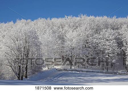 Stock Photo - trees covered in snow. Fotosearch