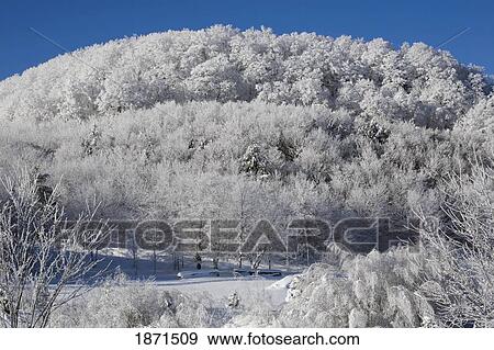 Stock Photo - trees covered in snow. Fotosearch