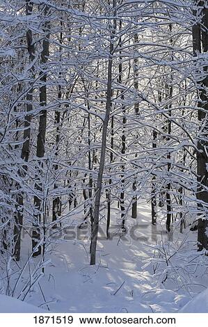 Stock Photo - trees covered in snow. Fotosearch