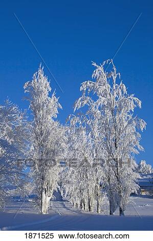 trees covered in snow View Large Photo Image Stock Photography - trees covered in snow. Fotosearch
