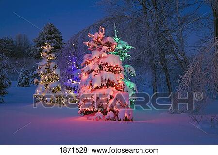 trees covered with snow and illuminated with colored lights View Large Photo Image Stock Photo - trees covered with snow and illuminated with colored lights. Fotosearch
