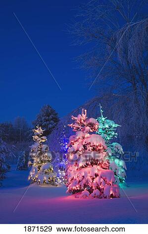 trees covered with snow and illuminated with colored lights View Large Photo Image Stock Photo - trees covered with snow and illuminated with colored lights. Fotosearch