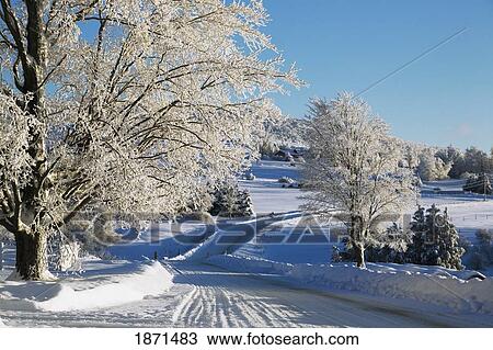Stock Image - trees lining the road in winter. Fotosearch