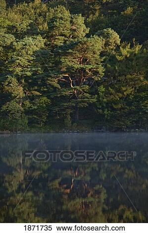 trees reflected in the water View Large Photo Image Stock Photography - trees reflected in the water. Fotosearch