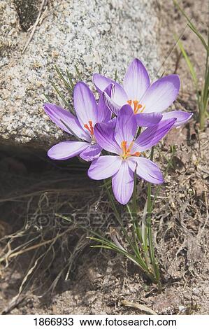 vallee de la restonica, corsica, france; mountain crocus (iridaceae) View Large Photo Image Stock Image - vallee de la restonica, corsica, france; mountain crocus (iridaceae). Fotosearch