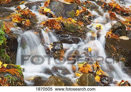 Stock Photography - water cascading over rocks covered in leaves in autumn. Fotosearch
