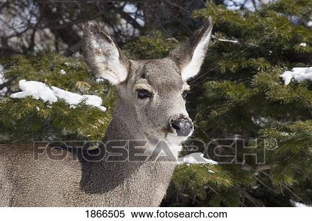 Stock Photography - waterton national park, alberta, canada; a deer (cervidae). Fotosearch