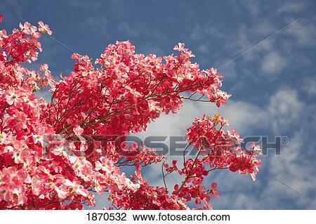 willamette valley, oregon, united states of america; a dogwood tree in spring View Large Photo Image Stock Image - willamette valley, oregon, united states of america; a dogwood tree in spring. Fotosearch