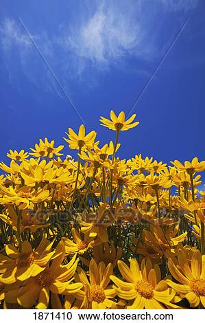 Stock Image - yellow flowers (asteraceae). Fotosearch