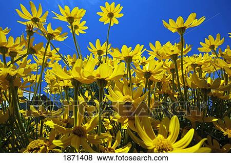 yellow flowers (asteraceae) View Large Photo Image Stock Photo - yellow flowers (asteraceae). Fotosearch