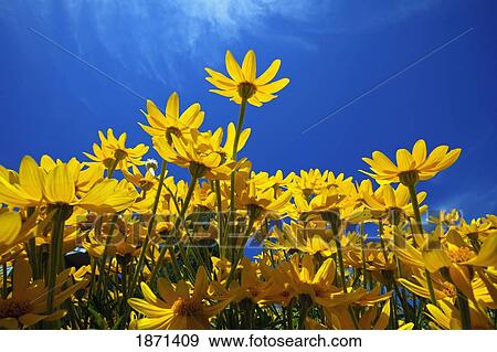 Stock Photo - yellow flowers (asteraceae). Fotosearch