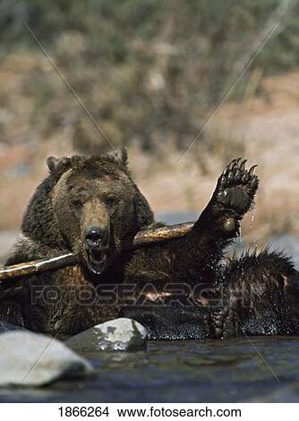 Picture - a bear playing with a branch in the water. Fotosearch