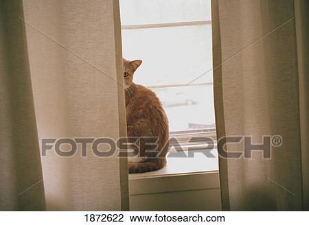 A Cat Sitting Behind The Curtains On A Window Sill Stock Image