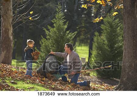 a father and son bagging leaves View Large Photo Image Stock Photo - a father and son bagging leaves. Fotosearch
