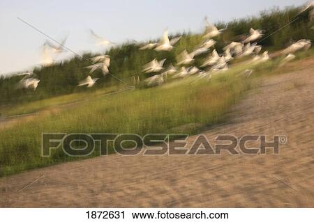 Stock Image - a flock of birds taking flight. Fotosearch