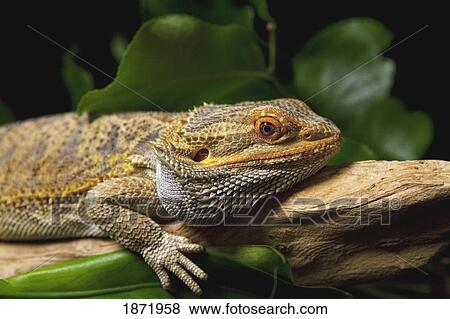Stock Photo - a lizard laying on a tree branch. Fotosearch