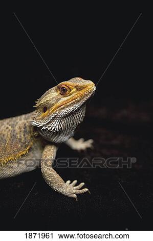 a lizard View Large Photo Image Stock Image - a lizard. Fotosearch