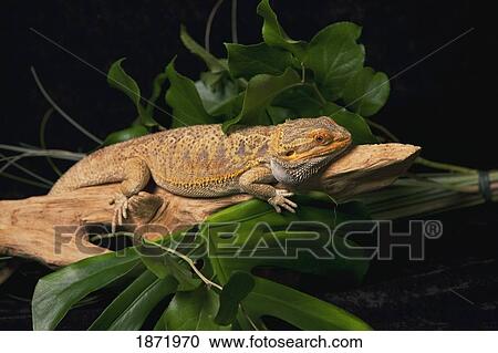 Stock Image - a lizard. Fotosearch