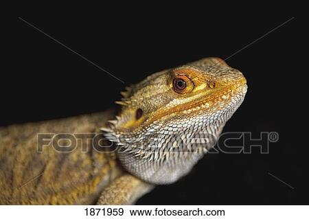 Stock Photo - a lizard. Fotosearch