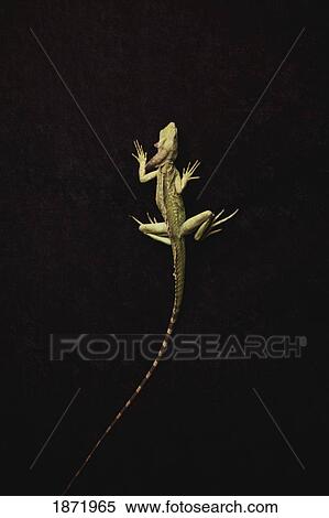 a lizard View Large Photo Image Stock Photography - a lizard. Fotosearch
