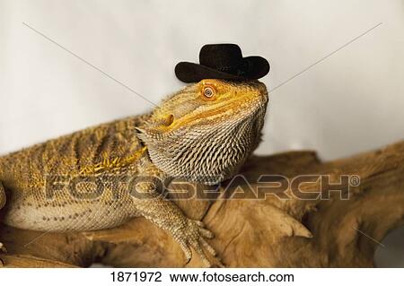 a lizard wearing a cowboy hat View Large Photo Image Stock Image - a lizard wearing a cowboy hat. Fotosearch