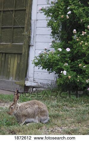a rabbit on the grass in front of a building View Large Photo Image Stock Image - a rabbit on the grass in front of a building. Fotosearch