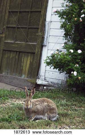 a rabbit on the grass in front of a building View Large Photo Image Stock Image - a rabbit on the grass in front of a building. Fotosearch