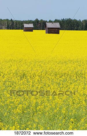 Stock Image - alberta, canada; two wooden shacks in a canola field. Fotosearch