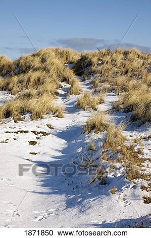 alnmouth, northumberland, england; snow on a field of long grass View Large Photo Image Stock Image - alnmouth, northumberland, england; snow on a field of long grass. Fotosearch