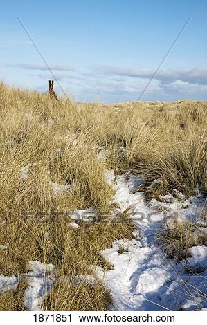 alnmouth, northumberland, england; snow in a field of long grass View Large Photo Image Stock Image - alnmouth, northumberland, england; snow in a field of long grass. Fotosearch