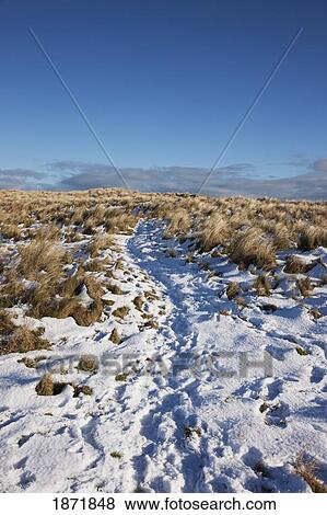 Stock Photo - alnmouth, northumberland, england; snow on a field of long grass. Fotosearch