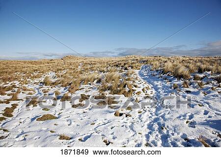 Stock Photo - alnmouth, northumberland, england; snow on a field of long grass. Fotosearch