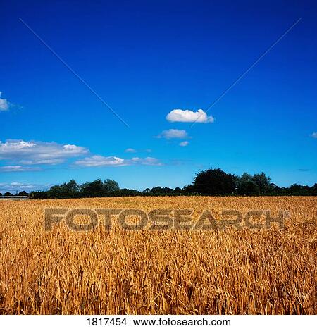 Barley field, Co Antrim, Ireland View Large Photo Image Picture - Barley field, Co Antrim, Ireland. Fotosearch