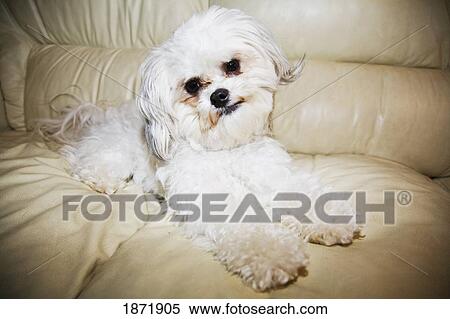 Stock Photography - bichon frisé. Fotosearch