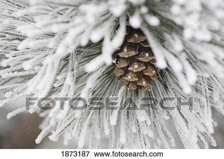 Stock Photo - calgary, alberta, canada; frost covered pine needles and a pine cone. Fotosearch