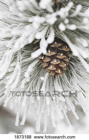 calgary, alberta, canada; frost covered pine needles and a pine cone View Large Photo Image Stock Photo - calgary, alberta, canada; frost covered pine needles and a pine cone. Fotosearch