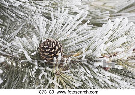 calgary, alberta, canada; frost covered pine needles and a pine cone View Large Photo Image Stock Photo - calgary, alberta, canada; frost covered pine needles and a pine cone. Fotosearch