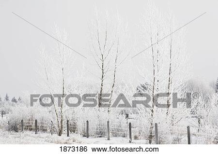 calgary, alberta, canada; frost covered trees and a barbed wire fence View Large Photo Image Stock Photograph - calgary, alberta, canada; frost covered trees and a barbed wire fence. Fotosearch