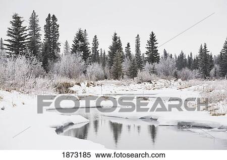 Stock Photography - calgary, alberta, canada; snow covered river valley with open water and frost covered trees. Fotosearch