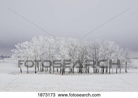 Stock Image - calgary, alberta, canada; trees covered in frost in a field. Fotosearch