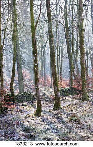 Stock Image - dumfries, scotland; a forest in autumn. Fotosearch