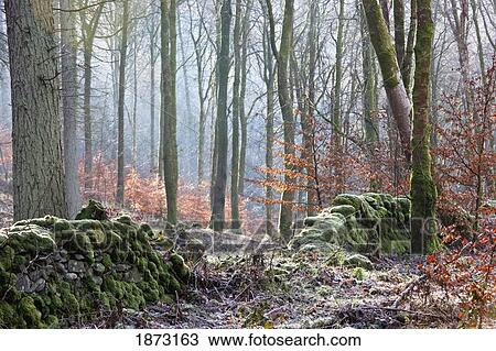 dumfries, scotland; a forest with frost on the ground View Large Photo Image Stock Image - dumfries, scotland; a forest with frost on the ground. Fotosearch