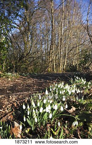 Stock Image - dumfries, scotland; a path through a wooded area. Fotosearch